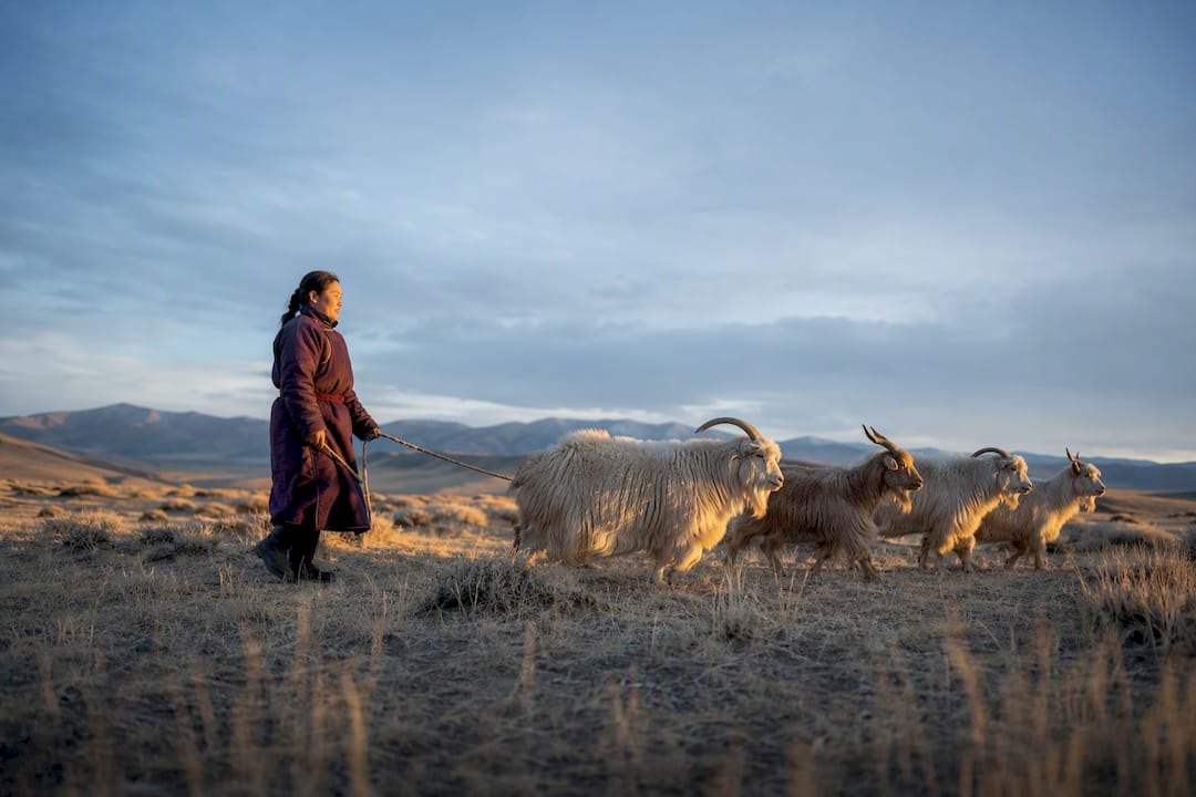 Kaschmirziegen auf der mongolischen Steppe