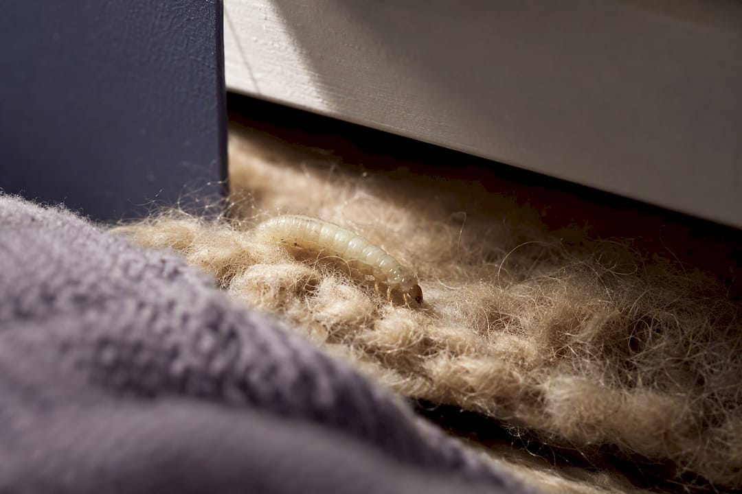 Kleidermottenlarve auf einer Wollfaser im Schrank